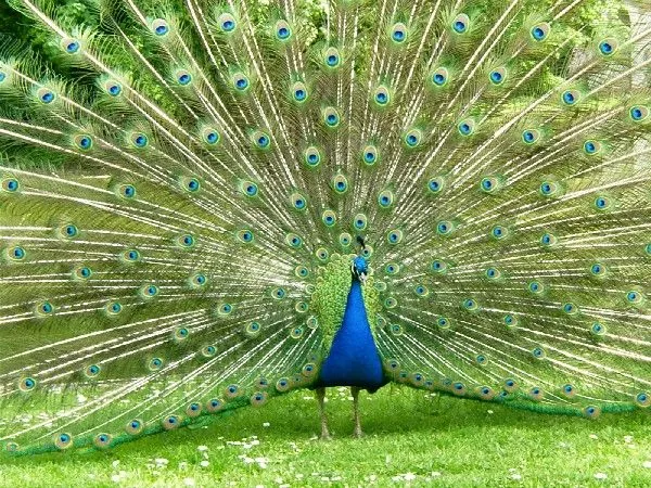 ALLPE Medio Ambiente Blog Medioambiente.org : Pavo Real Albino ... ALLPE Medio Ambiente Blog Medioambiente.org : Pavo Real Albino ...
