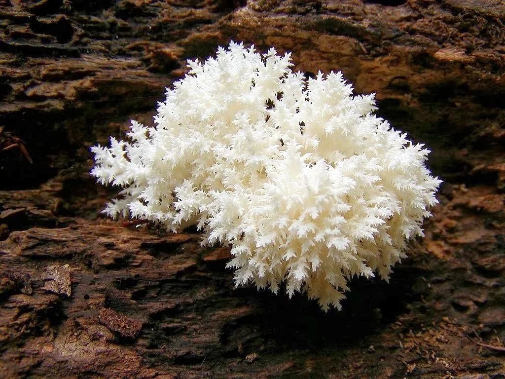 ALLPE Medio Ambiente Blog Medioambiente.org : ¿Un hongo que parece ... ALLPE Medio Ambiente Blog Medioambiente.org : ¿Un hongo que parece ...