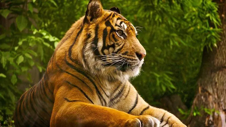 Alone Tiger 1080P Wallpaper | Animals HD Wallpaper | Pinterest ... Alone Tiger 1080P Wallpaper | Animals HD Wallpaper | Pinterest ...