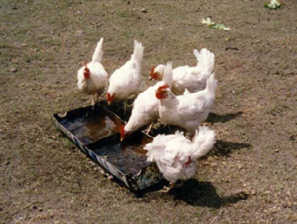 Alquilar una gallina ponedora | Mi Cuchara de Palo