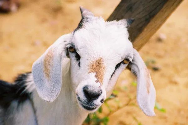 Alto Guiso de Cabrito - Taringa!