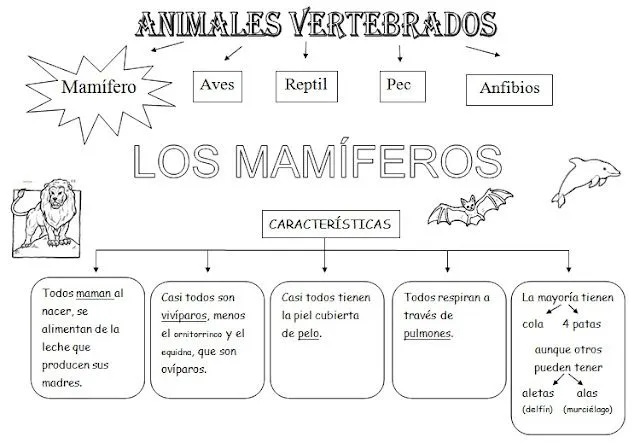Mis alumnos de cuarto: ESQUEMAS VERTEBRADOS