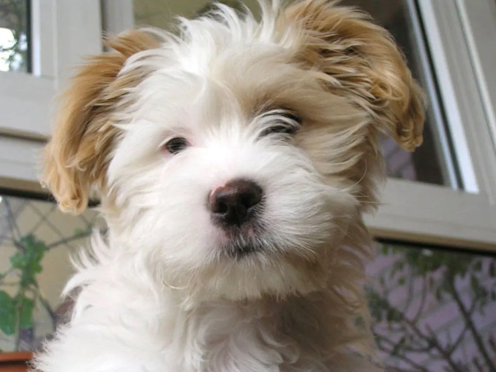 razas de perros por sus dientes | Cuidar de tu perro es facilisimo. razas de perros por sus dientes | Cuidar de tu perro es facilisimo.