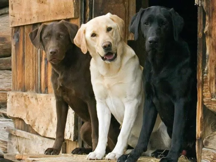 Amamos Labradores - About - Google+ Amamos Labradores - About - Google+