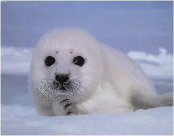 Y por qué aman tanto a los devoradores de bebés de foca? | PlazaMoyua. Y por qué aman tanto a los devoradores de bebés de foca? | PlazaMoyua.