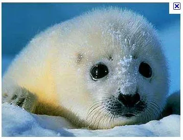 Y por qué aman tanto a los devoradores de bebés de foca? | PlazaMoyua.