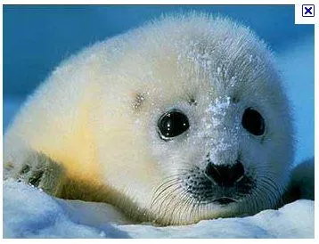 Y por qué aman tanto a los devoradores de bebés de foca? | PlazaMoyua. Y por qué aman tanto a los devoradores de bebés de foca? | PlazaMoyua.