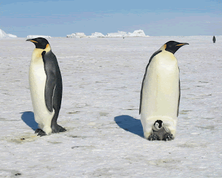 amanecer boniato: Para el KGB, los pingüinos ahora también pueden ... amanecer boniato: Para el KGB, los pingüinos ahora también pueden ...
