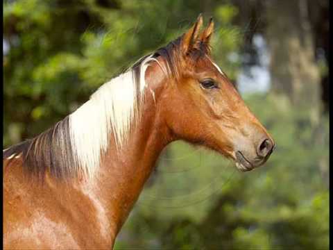 para los amantes de caballos - YouTube