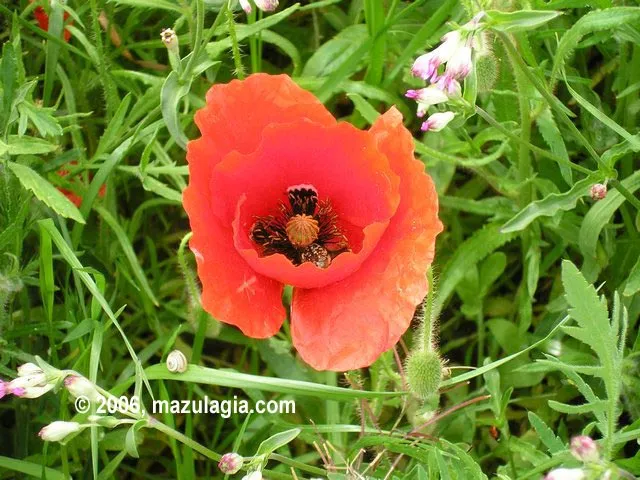 AMAPOLA, en mazulagia.com