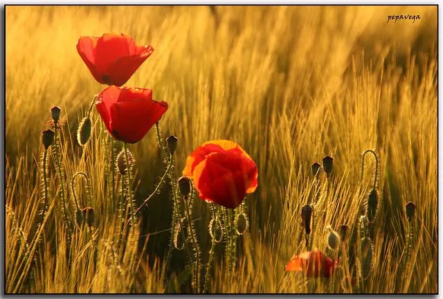 Amapolas en campo de trigo "Explore 222" | Flickr - Photo Sharing! Amapolas en campo de trigo "Explore 222" | Flickr - Photo Sharing!
