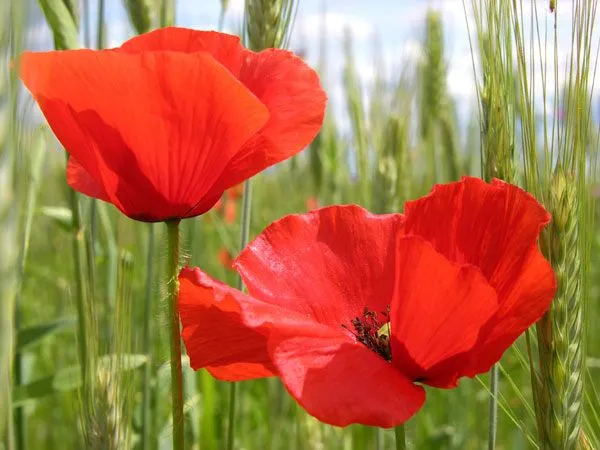 Amapolas | impresionismo en femenino