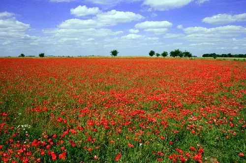 Amapolas rojas en el Cenotaph >> OppenBlog >> Blogs Internacional ...