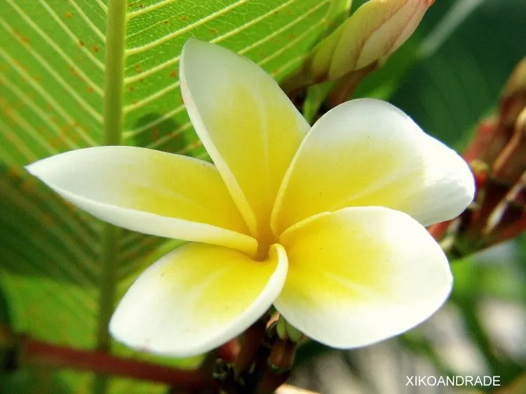 Amarela, flor, linda flor. Foto de FRANCISCO PEREIRA ANDRADE ... Amarela, flor, linda flor. Foto de FRANCISCO PEREIRA ANDRADE ...