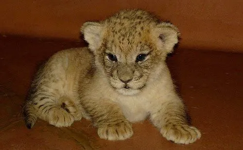 Amaya*: Las fieras de pequeñas son mininos (¡Qué monos son!)