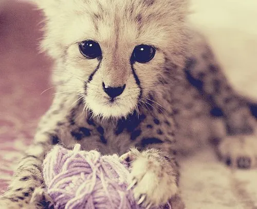 Amazing photos stock of tumblr animals | Tumblr Life Amazing photos stock of tumblr animals | Tumblr Life
