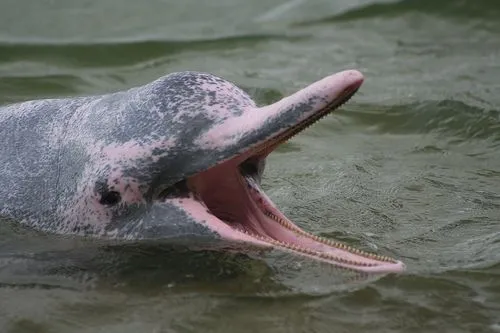 Amazonasdelfin rosa - Imagui