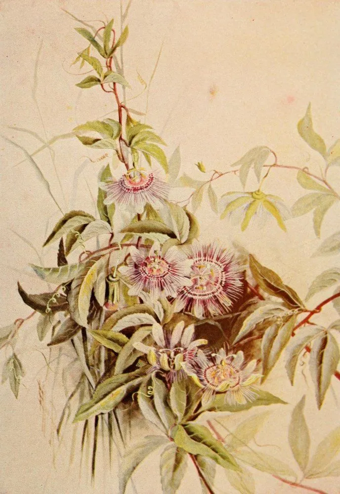 Amazon.com: Guía para el flores silvestres 1899 Passion Flower Cartel Imprimir Por Ellis Rowan, 18 x 24 : Hogar y Cocina Amazon.com: Guía para el flores silvestres 1899 Passion Flower Cartel Imprimir Por Ellis Rowan, 18 x 24 : Hogar y Cocina
