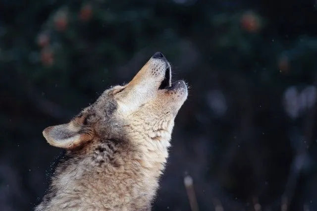 Medio Ambiente anuncia nuevas batidas de lobos en Picos de Europa ...