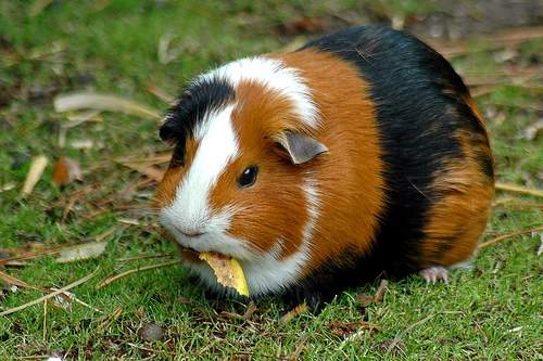 Medio Ambiente y Derechos de los Animales: ECUADOR: PARTICIPACION ... Medio Ambiente y Derechos de los Animales: ECUADOR: PARTICIPACION ...