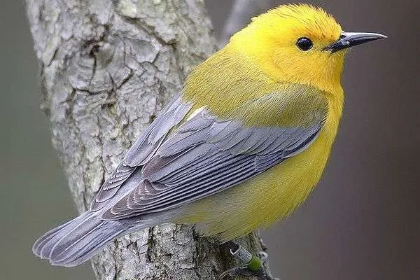Medio Ambiente invertirá 13 millones para proteger a las aves de ... Medio Ambiente invertirá 13 millones para proteger a las aves de ...