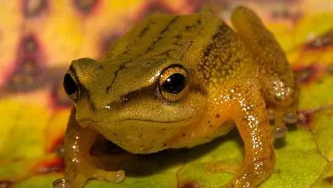 Los ambientes montañosos estimulan la diferenciación de especies ...