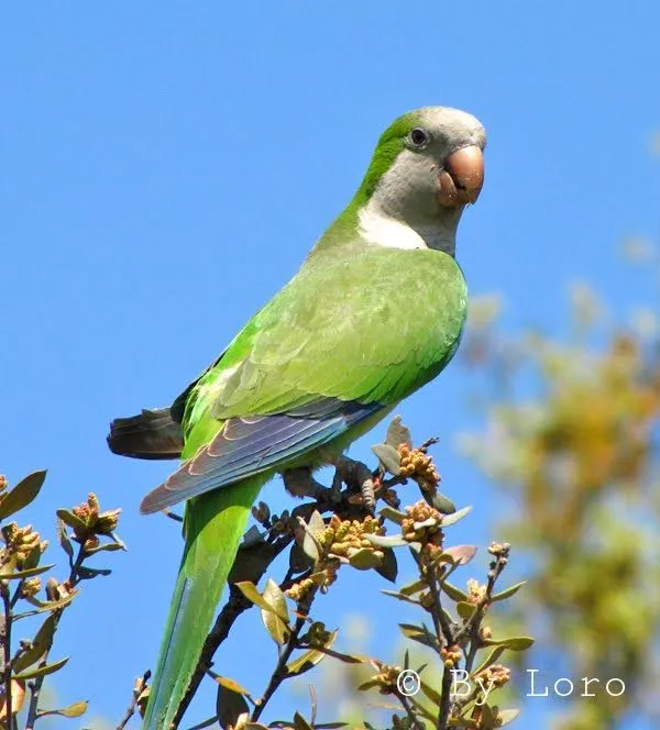 La amenaza verde: CARACTERÍSTICAS DE LA COTORRA ARGENTINA La amenaza verde: CARACTERÍSTICAS DE LA COTORRA ARGENTINA