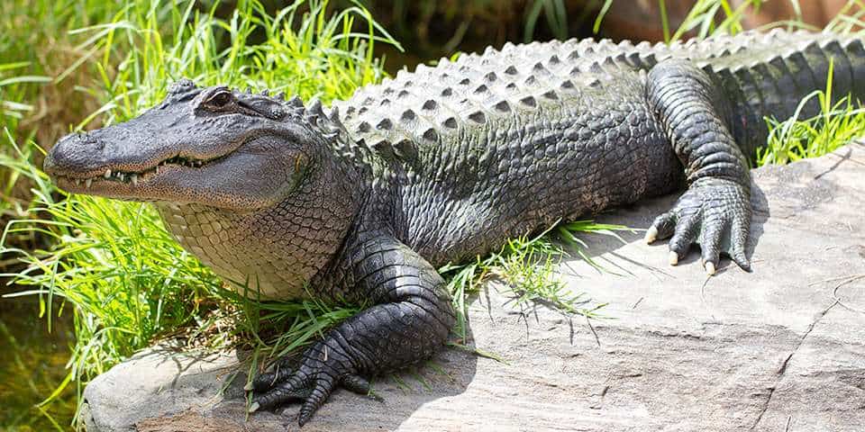 American Alligator - Adelaide Zoo American Alligator - Adelaide Zoo