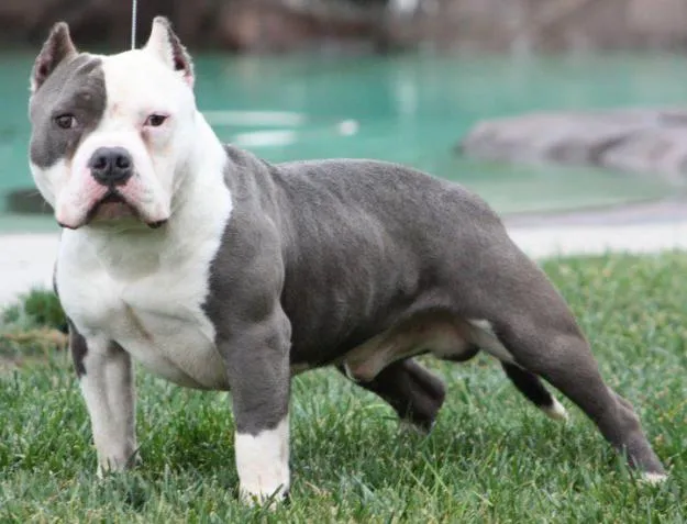 American Bully | Tus animales y tú