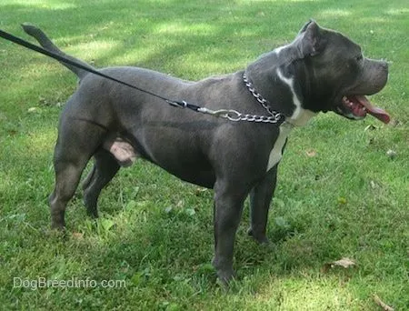 American Bully Dog Breed Information and Pictures