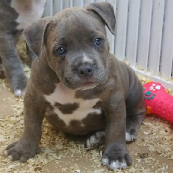 American Bully - Razas perros | Mascotas