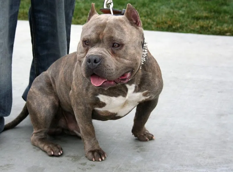 American Bully - Razas perros | Mascotas