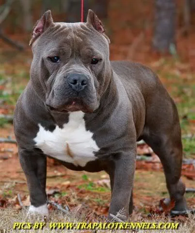 American Bully" | Quieres estar mamado? ven con tu amigo Adriano! American Bully" | Quieres estar mamado? ven con tu amigo Adriano!