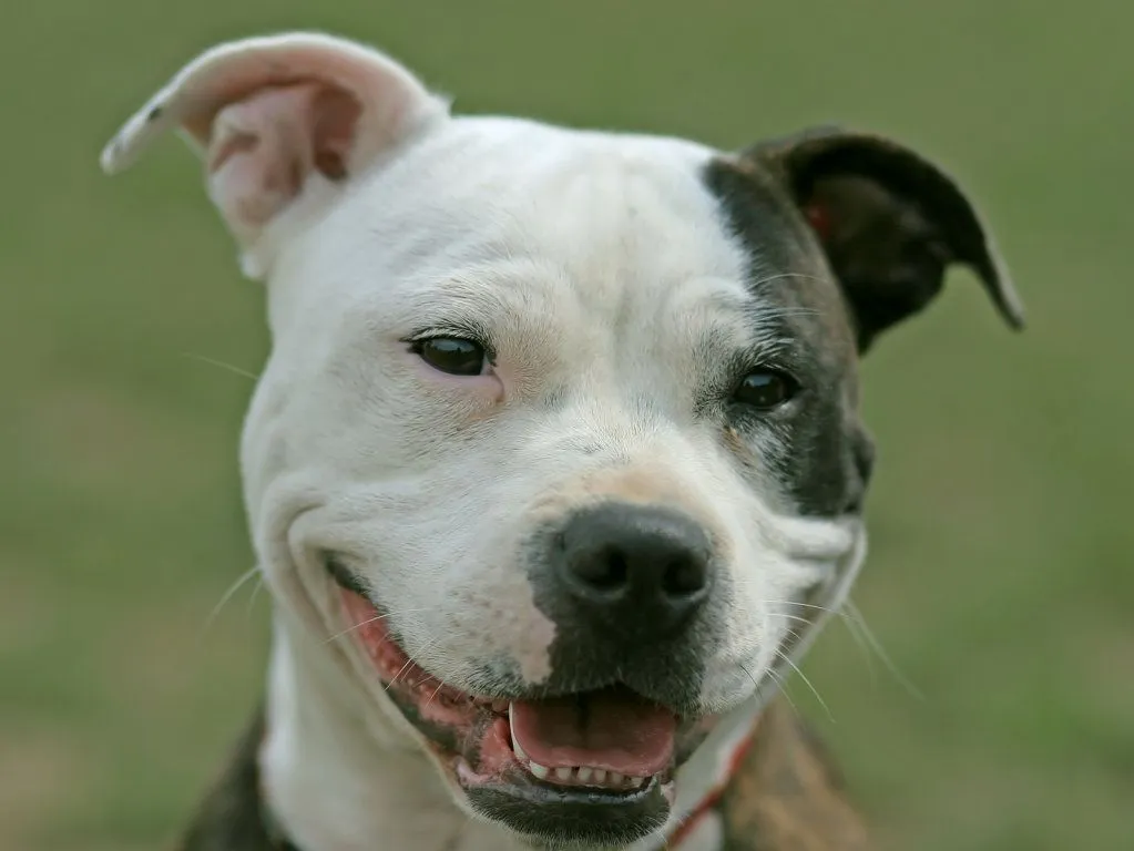american | Cuidar de tu perro es facilisimo. american | Cuidar de tu perro es facilisimo.