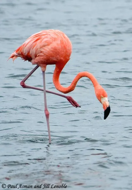 American Flamingo - Species Information and Photos