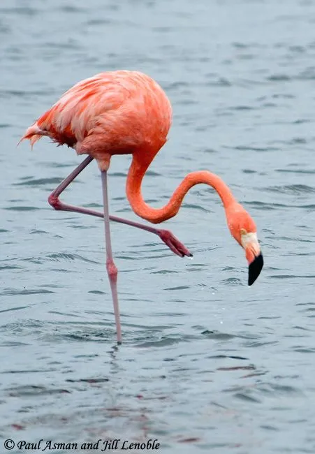 American Flamingo - Species Information and Photos American Flamingo - Species Information and Photos