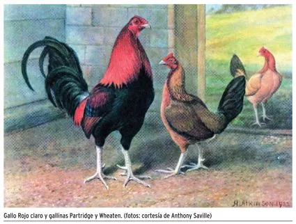 American Game Fowl Report | piedecriablog