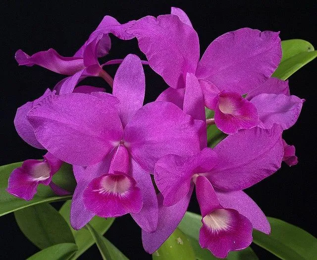 American national flowers on Pinterest | Orchids, El Salvador and ... American national flowers on Pinterest | Orchids, El Salvador and ...