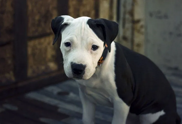 American Pit Bull Terrier | Blog | Mascotea American Pit Bull Terrier | Blog | Mascotea
