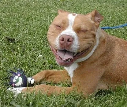 American Pit Bull Terrier Dog Breed Pictures, 3 American Pit Bull Terrier Dog Breed Pictures, 3