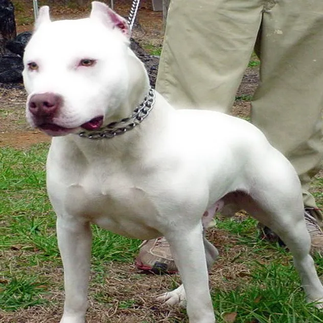 American Pit Bull Terrier - Perros