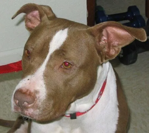 American Pit Bull Terrier. PerrosAmigos. American Pit Bull Terrier. PerrosAmigos.