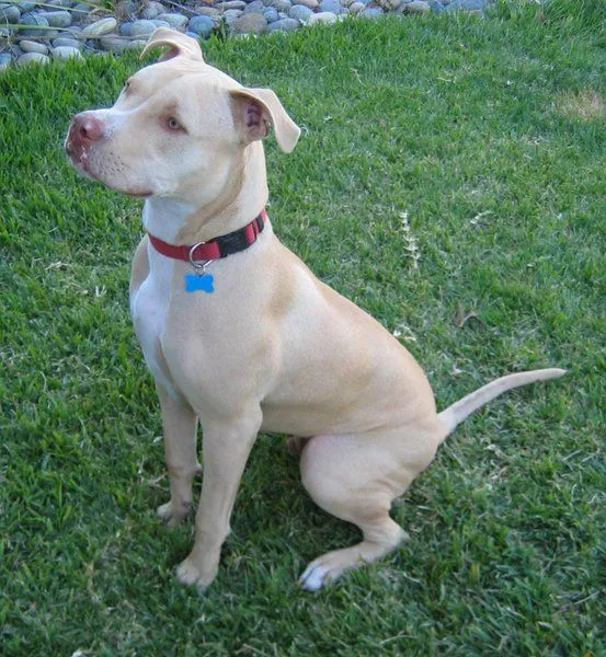 American Pit Bull Terrier. PerrosAmigos. American Pit Bull Terrier. PerrosAmigos.