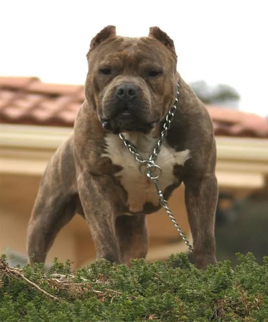 American Pit Bull Terrier - Pictures, Diet, Breeding, Life Cycle ... American Pit Bull Terrier - Pictures, Diet, Breeding, Life Cycle ...