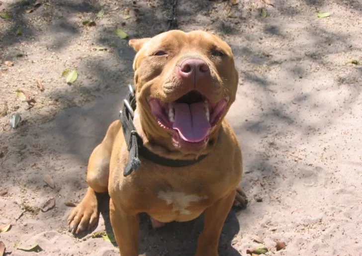 American-Pit-Bull-Terrier-wide ...