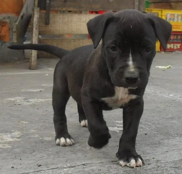 American Pitbull: Cachorros