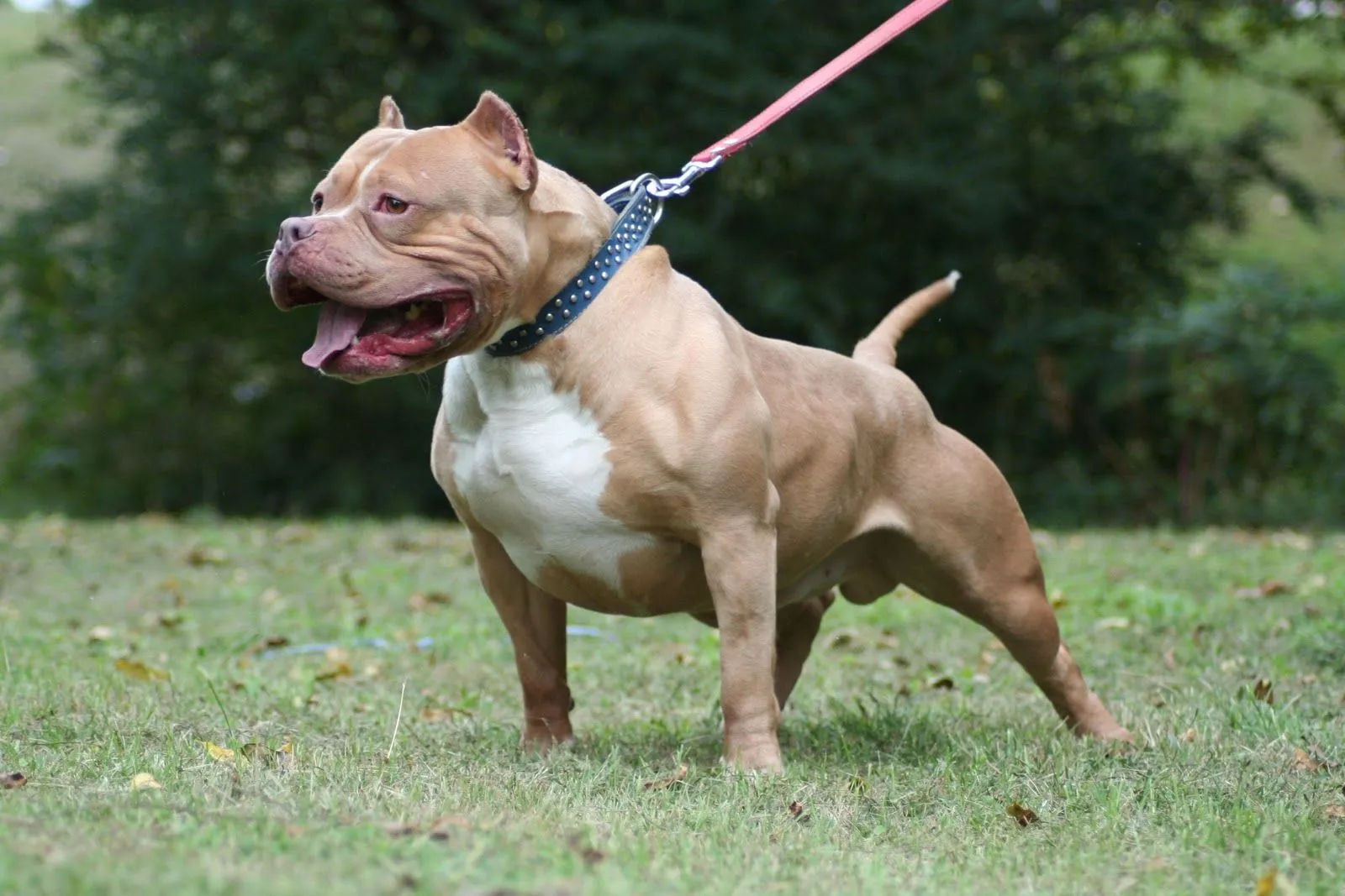 American Pitbull Dog Facts And New Photos | All Wildlife Photographs American Pitbull Dog Facts And New Photos | All Wildlife Photographs