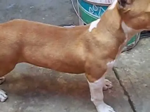 mi american pitbull de 4 meses (SUKY) - YouTube mi american pitbull de 4 meses (SUKY) - YouTube