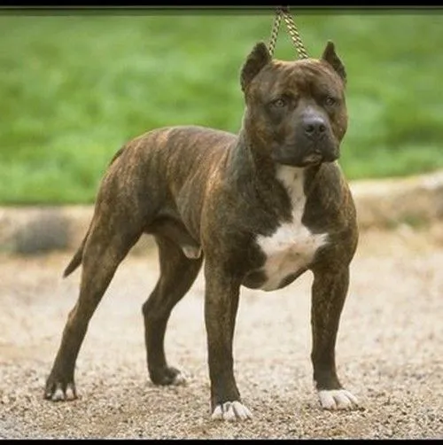 American Pitbull Terrier atrigrado | Mundo Perro American Pitbull Terrier atrigrado | Mundo Perro