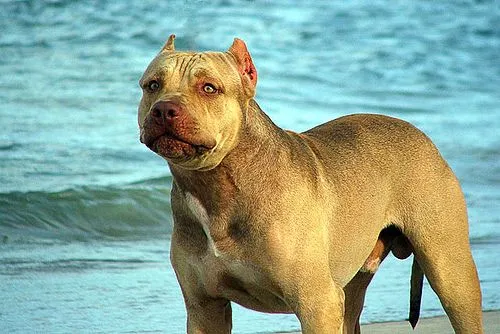 American Pitbull Terrier « Cachorro Blog